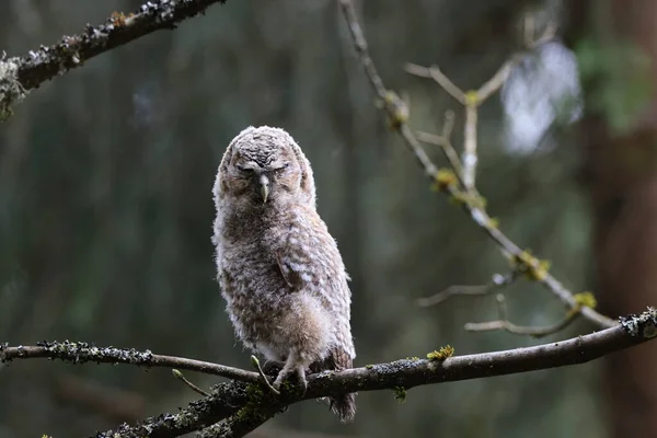 Little Tawny Owl Brown Owl Strix Aluco Sitting Tree Forest — Stock Photo, Image