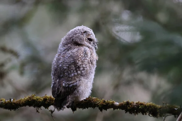 Little Tawny Coruja Brown Coruja Strix Aluco Sentado Árvore Floresta — Fotografia de Stock