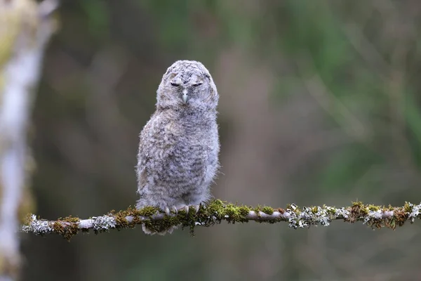 Little Tawny Uil Bruine Uil Strix Aluco Zittend Boom Het — Stockfoto