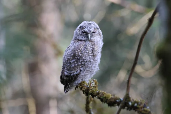 Little Tawny Uil Bruine Uil Strix Aluco Zittend Boom Het — Stockfoto