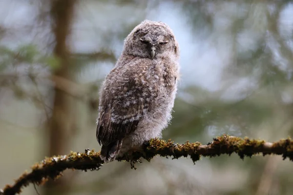 Little Tawny Uil Bruine Uil Strix Aluco Zittend Boom Het — Stockfoto