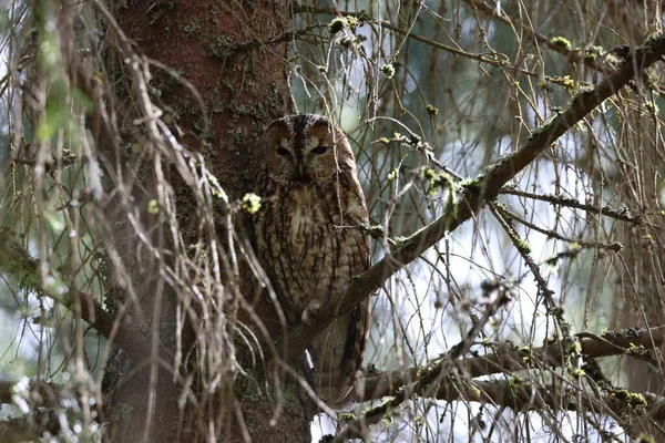 Tawny Owl Brown Owl Strix Aluco Sitting Tree Forest — Photo