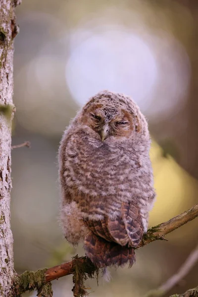 Pequeño Búho Tawny Búho Marrón Strix Aluco Sentado Árbol Bosque — Foto de Stock