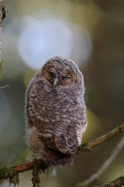 Pequeño Búho Tawny Búho Marrón Strix Aluco Sentado Árbol Bosque —  Fotos de Stock