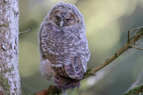 Piccolo Gufo Tawny Gufo Bruno Strix Aluco Seduto Sull Albero — Foto Stock