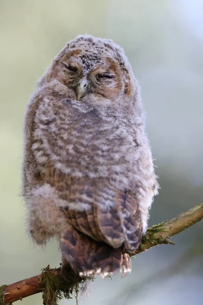 Pequeño Búho Tawny Búho Marrón Strix Aluco Sentado Árbol Bosque — Foto de Stock