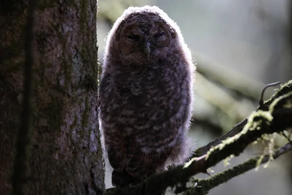 Little Tawny Uil Bruine Uil Strix Aluco Zittend Boom Het — Stockfoto