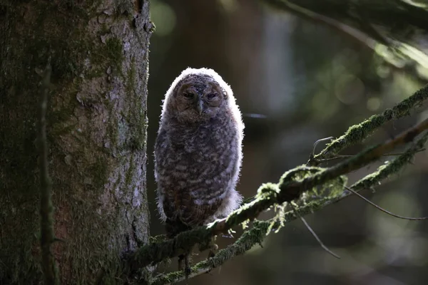 Little Tawny Owl Brown Owl Strix Aluco Sitting Tree Forest — Stock Photo, Image