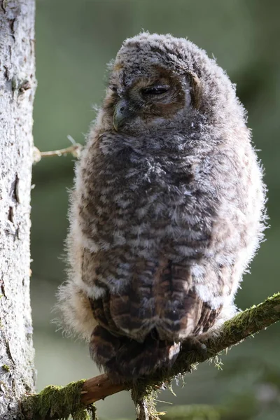 小Tawny Owl或Brown Owl Strix Aluco 坐在森林里的树上 — 图库照片