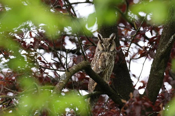 나무에 올빼미 Asio Otus — 스톡 사진