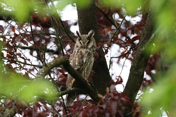 나무에 올빼미 Asio Otus — 스톡 사진