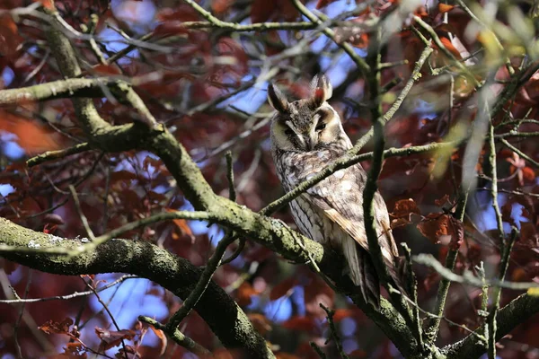 나무에 올빼미 Asio Otus — 스톡 사진