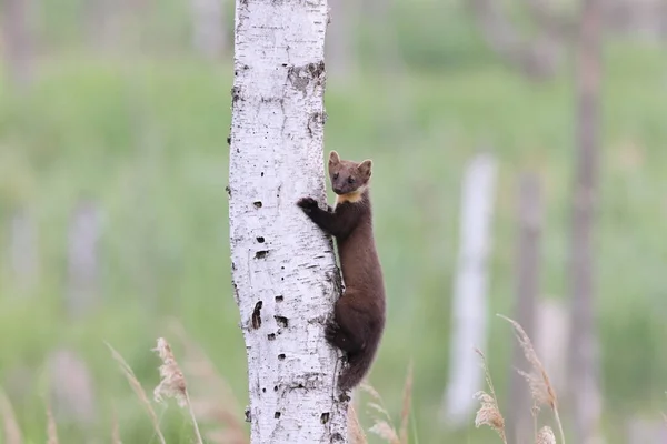 European Pine Marten Martes Martes Usedom Německo — Stock fotografie