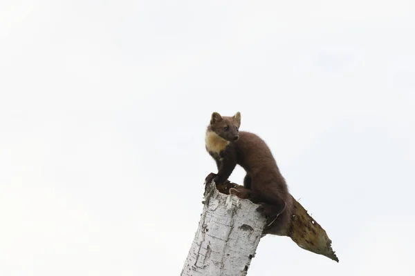 ヨーロッパ松マルテン マルテス マルテン Usedom Germany — ストック写真