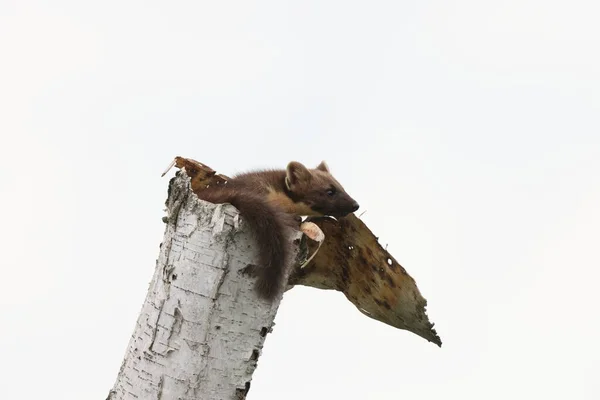 ヨーロッパ松マルテン マルテス マルテン Usedom Germany — ストック写真