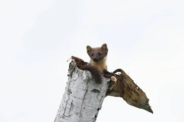 European Pine Marten Martes Martes Usedom Γερμανία — Φωτογραφία Αρχείου