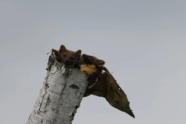 European Pine Marten Martes Martes Usedom Německo — Stock fotografie