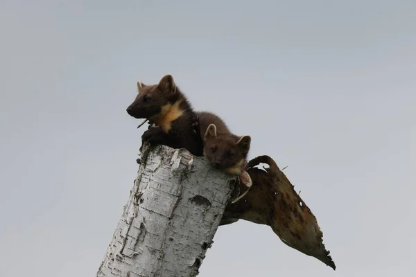 European Pine Marten Martes Martes Usedom Německo — Stock fotografie