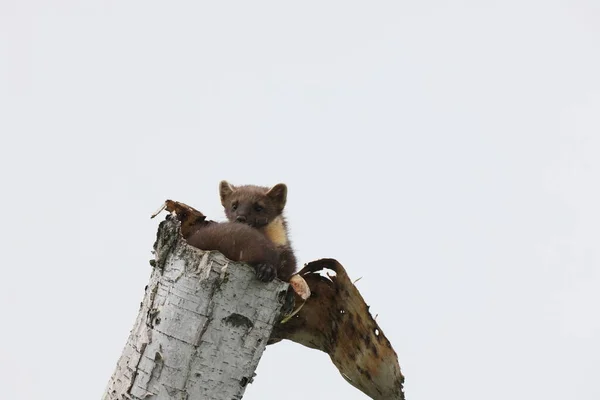 European Pine Marten Martes Martes Usedom Německo — Stock fotografie