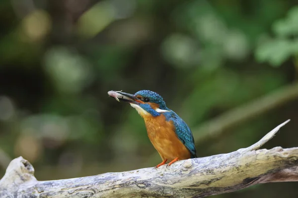 一般的なカワセミ Alcedo Atthis ユーラシアのカワセミドイツ — ストック写真