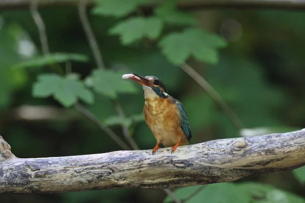 一般的なカワセミ Alcedo Atthis ユーラシアのカワセミドイツ — ストック写真