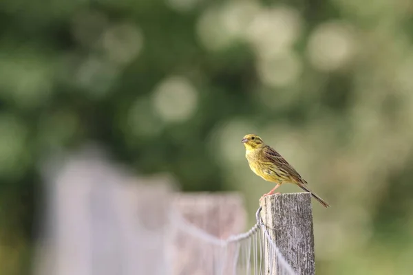 Желтая Emberiza Citrinella — стоковое фото