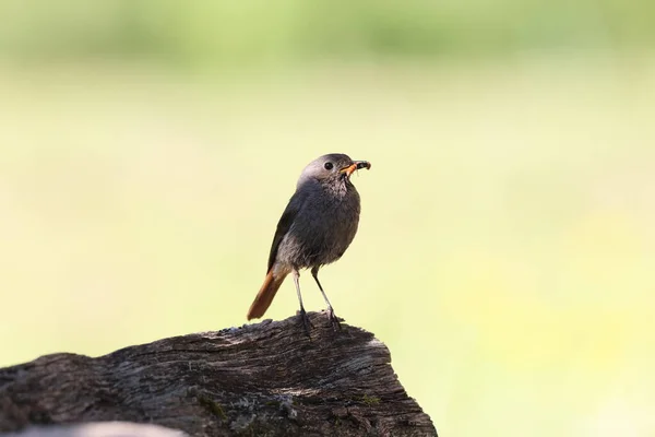 Rouget Noir Phoenicurus Ochruros — Photo