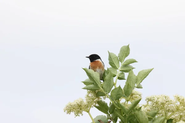 Avrupa Taşkakanı Saxicola Rubicola Almanya — Stok fotoğraf