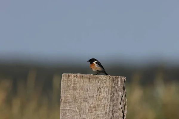 European Stonechat Saxicola Rubicola Germany — Stock Photo, Image