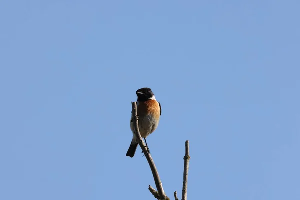 Stonechat Européen Saxicola Rubicola Allemagne — Photo