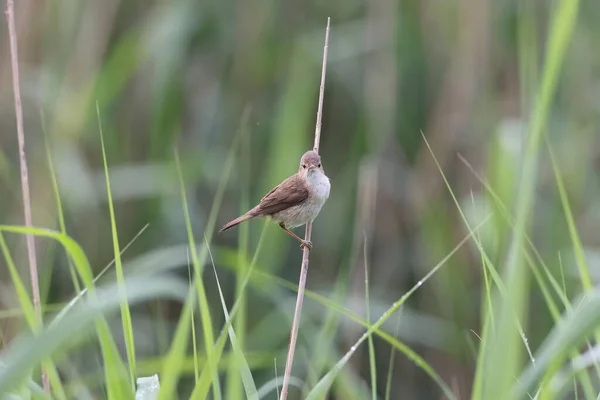 Euroasijský Rákosník Nebo Jen Rákosník Acrocephalus Scirpaceus — Stock fotografie