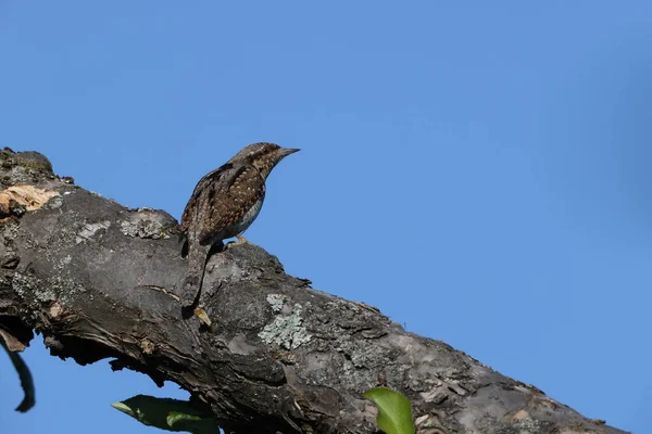 Eurasischer Ringelschwanz Oder Nördlicher Ringelhals Jynx Torquilla Deutschland — Stockfoto