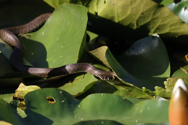 Serpent Herbe Serpent Herbe Natrix Natrix Sur Nénuphar Allemagne — Photo