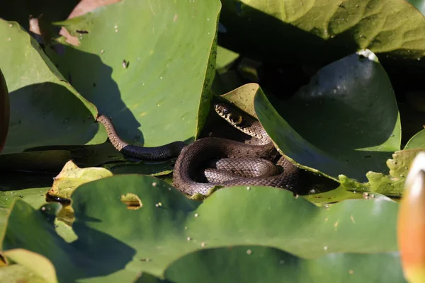 Serpiente Hierba Serpiente Hierba Natrix Natrix Sobre Lirio Alemania — Foto de Stock