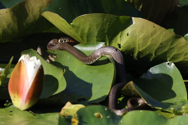 Serpent Herbe Serpent Herbe Natrix Natrix Sur Nénuphar Allemagne — Photo