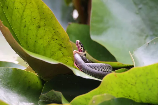 Serpent Herbe Serpent Herbe Natrix Natrix Sur Nénuphar Allemagne — Photo