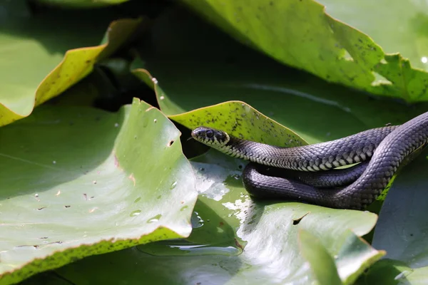 Travní Had Travní Had Natrix Natrix Liliové Podložce Německo — Stock fotografie