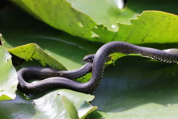 Serpiente Hierba Serpiente Hierba Natrix Natrix Sobre Lirio Alemania — Foto de Stock