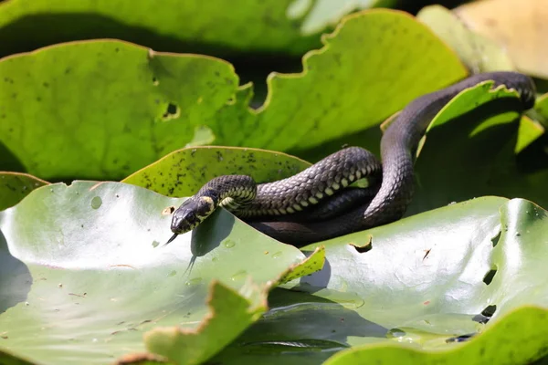 Travní Had Travní Had Natrix Natrix Liliové Podložce Německo — Stock fotografie