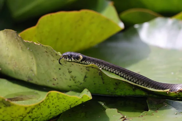 Serpent Herbe Serpent Herbe Natrix Natrix Sur Nénuphar Allemagne — Photo