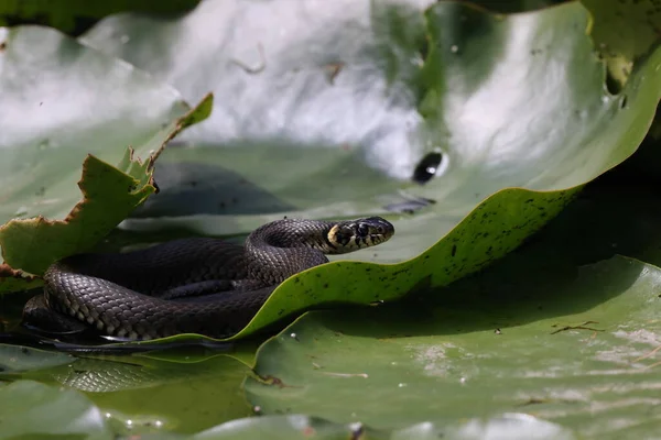 Travní Had Travní Had Natrix Natrix Liliové Podložce Německo — Stock fotografie