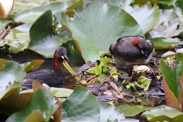 Little Grebe Nest Tachybaptus Ruficollis Germany — стоковое фото