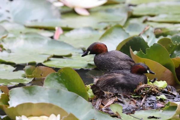 Little Grebe Nest Tachybaptus Ruficollis Germany — стоковое фото