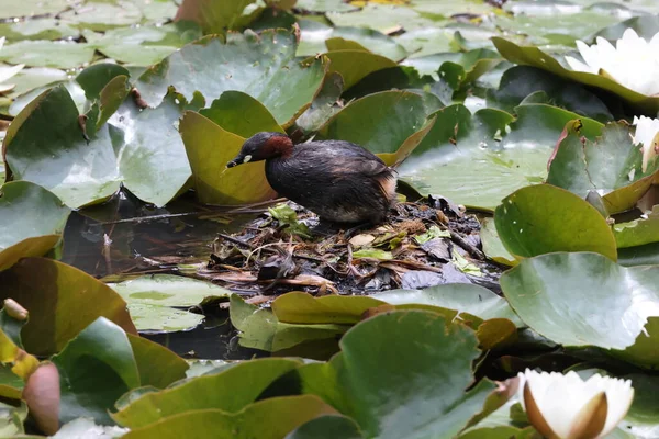 Little Grebe Nest Tachybaptus Ruficollis Germany — стоковое фото