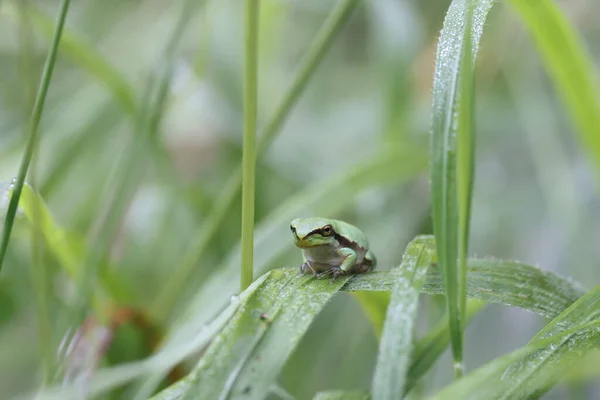 European Tree Frog Hyla Arborea Germany — Stock Photo, Image