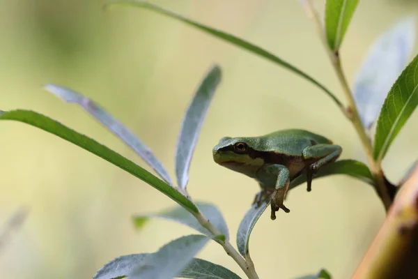 European Tree Frog Hyla Arborea Germany — Stock Photo, Image