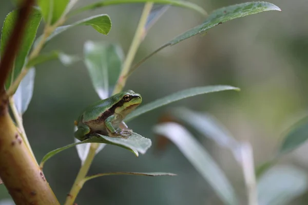 Grenouille Arborescente Hyla Arborea Allemagne — Photo