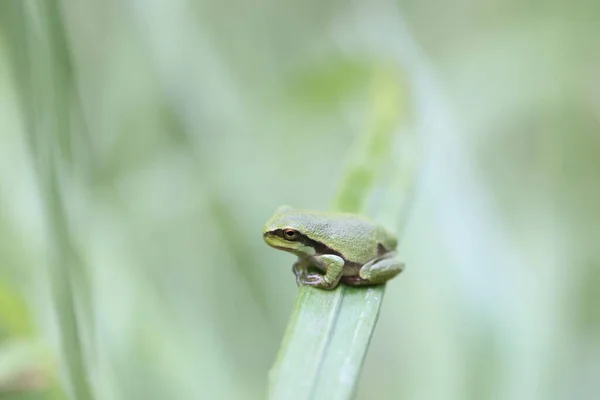 Žába Lesní Hyla Arborea Německo — Stock fotografie