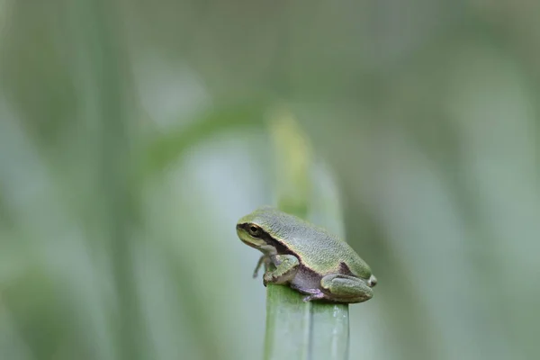 Žába Lesní Hyla Arborea Německo — Stock fotografie