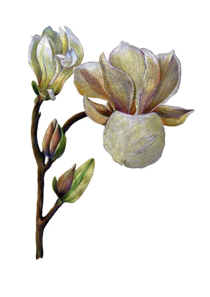 Blommor Magnolia Med Knopp Ritning Färg Pennor Illustration Vit Bakgrund — Stockfoto